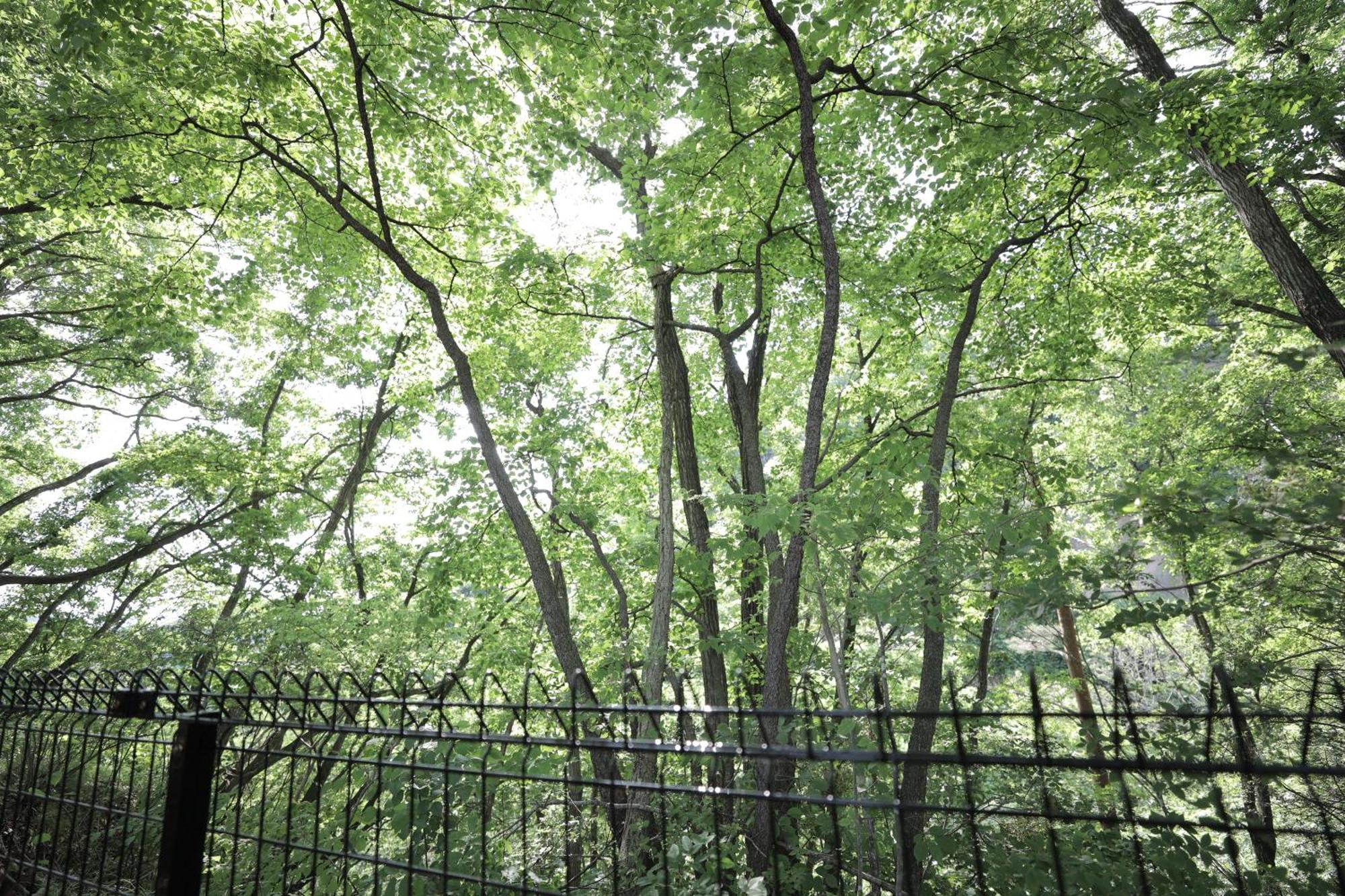 Sauna Forest Cabin 軽井沢 御代田　Mori-Asobi Oiwake Ngoại thất bức ảnh